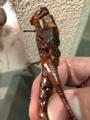 Insect