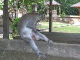 Macaque