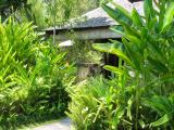 Vegetation